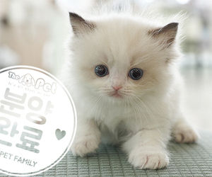 랙돌 공주님 6.30