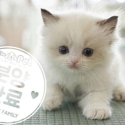 랙돌 공주님 6.30