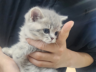 브리티쉬숏헤어분양후기(26.08.26)