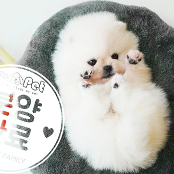 포메라니안 공주님 0317