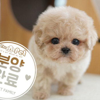 말티푸 왕자님 10.05