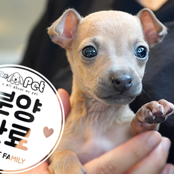 이탈리안그레이하운드 왕자님 3.16