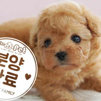 말티푸 왕자님 4.10
