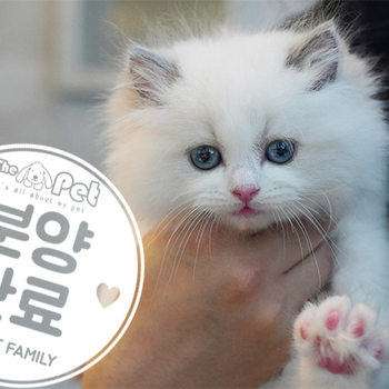 랙돌 공주님 3.8