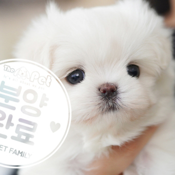말티즈 공주님 1.9