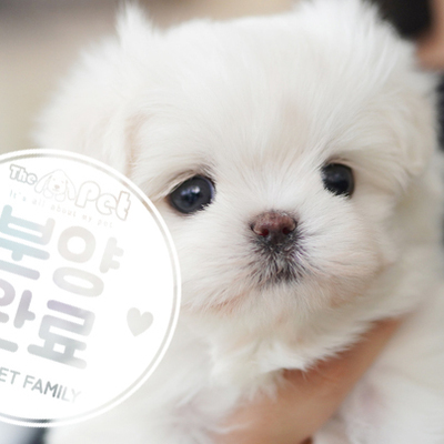 말티즈 공주님 1.9