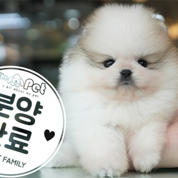 포메라니안 공주님 4.17