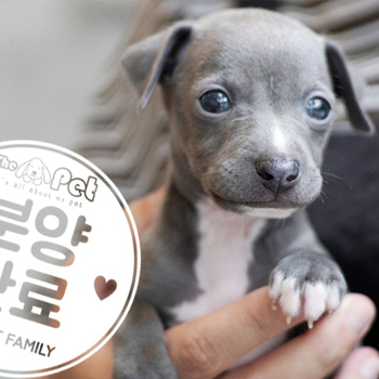이탈리안그레이하운드 왕자님 6.11