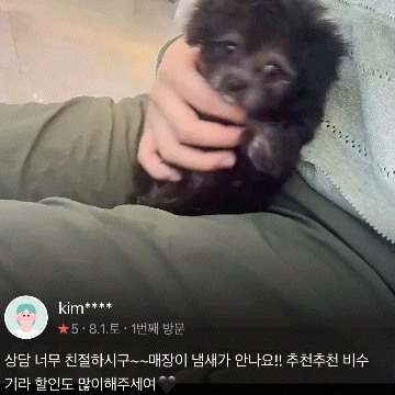 실버말티푸 분양후기(26.08.01)