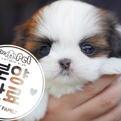 시츄 공주님 1.8