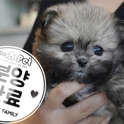 시츄폼 공주님 7.3