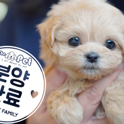 말티푸 공주님 12.31